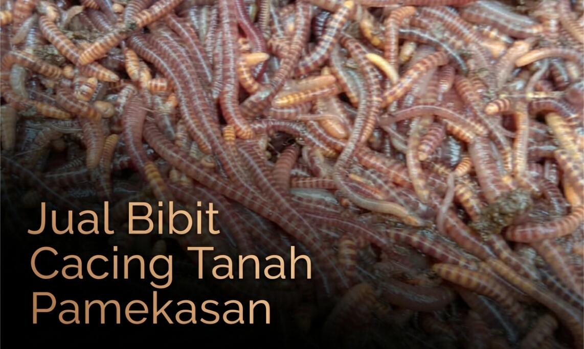 Supplier Bibit Cacing Tanah Pamekasan Terbaik (AnC, Lumbricus & Tiger)