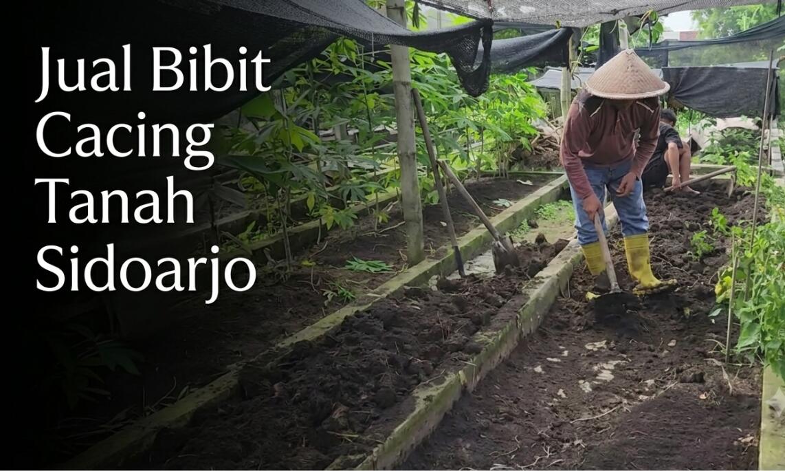 Supplier Bibit Cacing Tanah Sidoarjo: Bibit Pilihan Premium