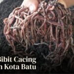 Jual Bibit Cacing Tanah Kota Batu: Lumbricus, AnC & Tiger