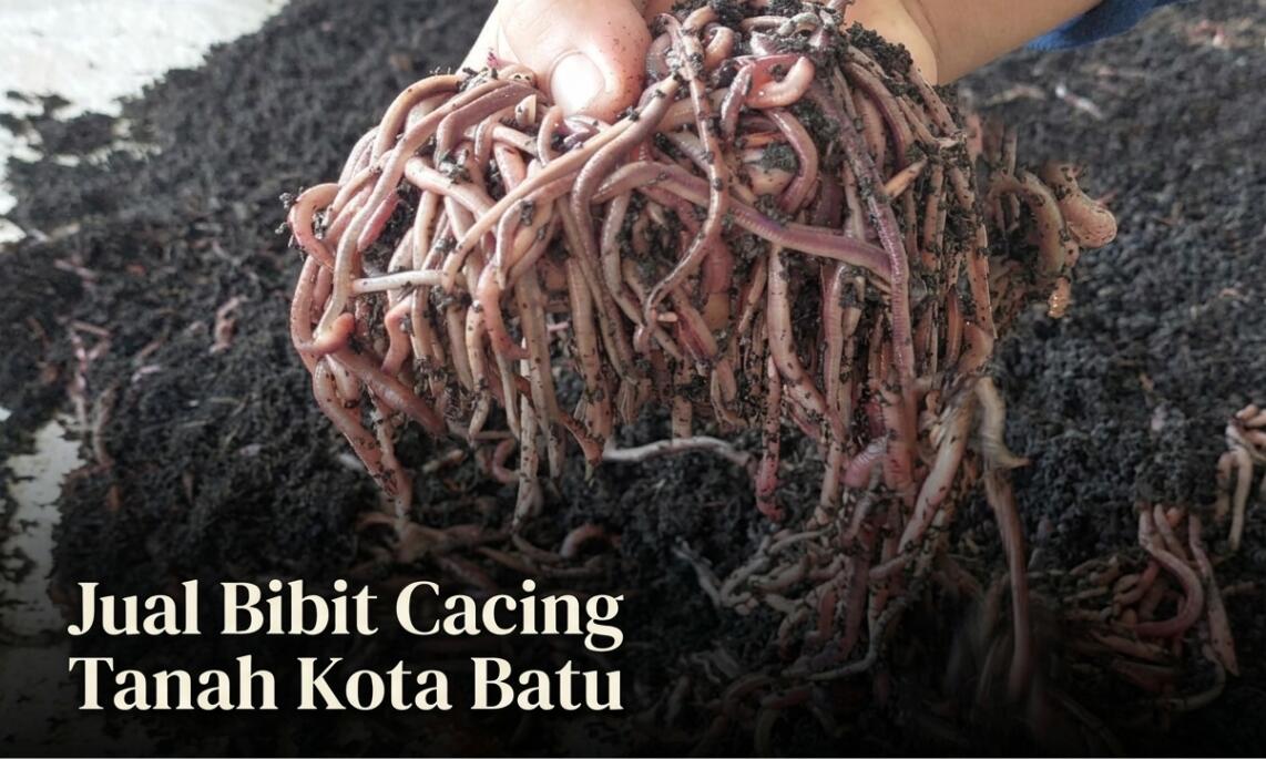 Jual Bibit Cacing Tanah Kota Batu: Lumbricus, AnC & Tiger