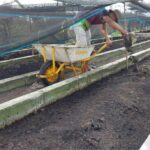 Jual Bibit Cacing Tanah Blitar: Buat Mancing, Pakan dan Pembibitan