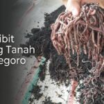Jual Bibit Cacing Tanah Bojonegoro: Lumbricus, AnC & Tiger