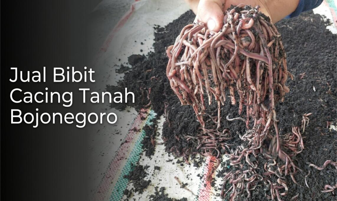 Jual Bibit Cacing Tanah Bojonegoro: Lumbricus, AnC & Tiger