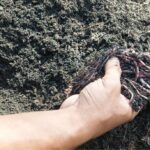 Jual Bibit Cacing Tanah Tulungagung: Lumbricus, AnC dan Tiger