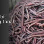 Jual Bibit Cacing Tanah Tuban (Buat Pakan, Mancing)
