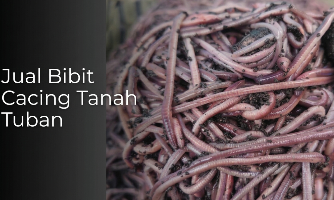 Jual Bibit Cacing Tanah Tuban (Buat Pakan, Mancing)